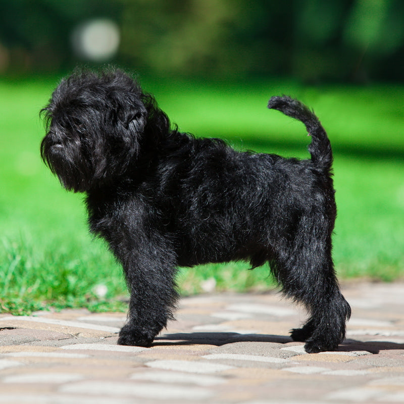 AFFENPINSCHER