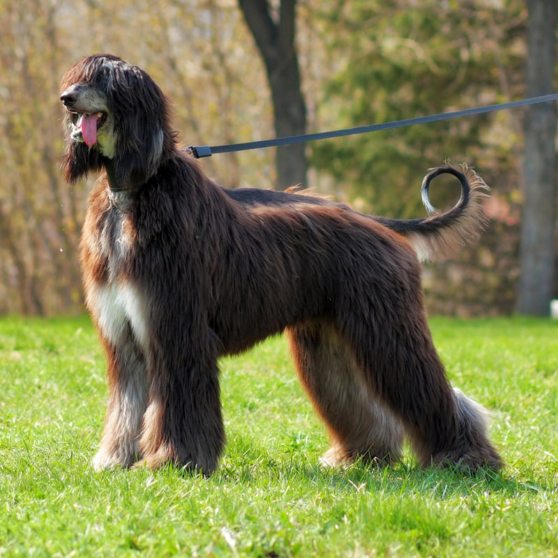 AFGHAN HOUND
