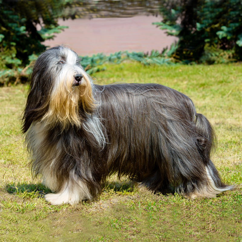 BEARDED COLLIE