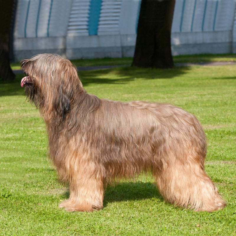 BRIARD