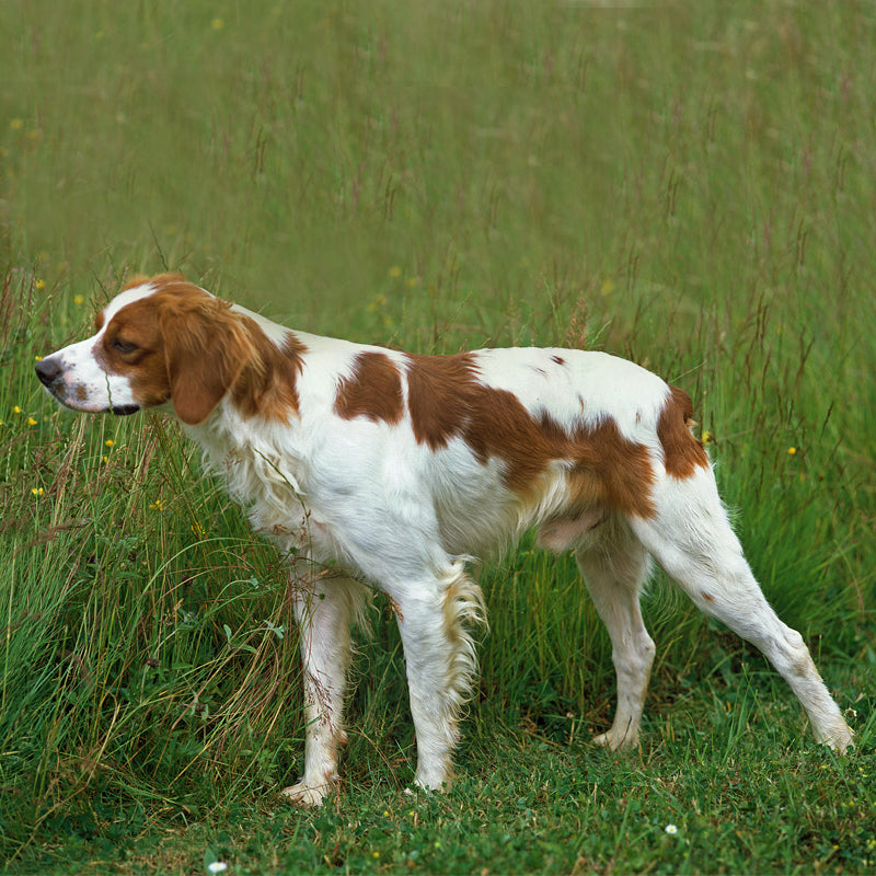BRITTANY SPANIEL