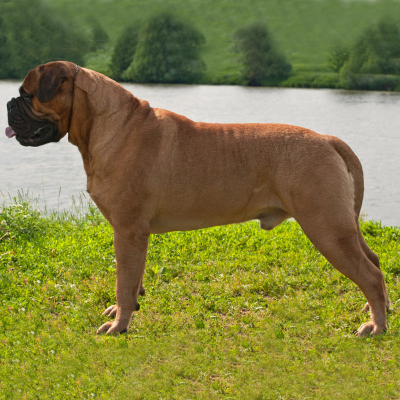 BULLMASTIFF