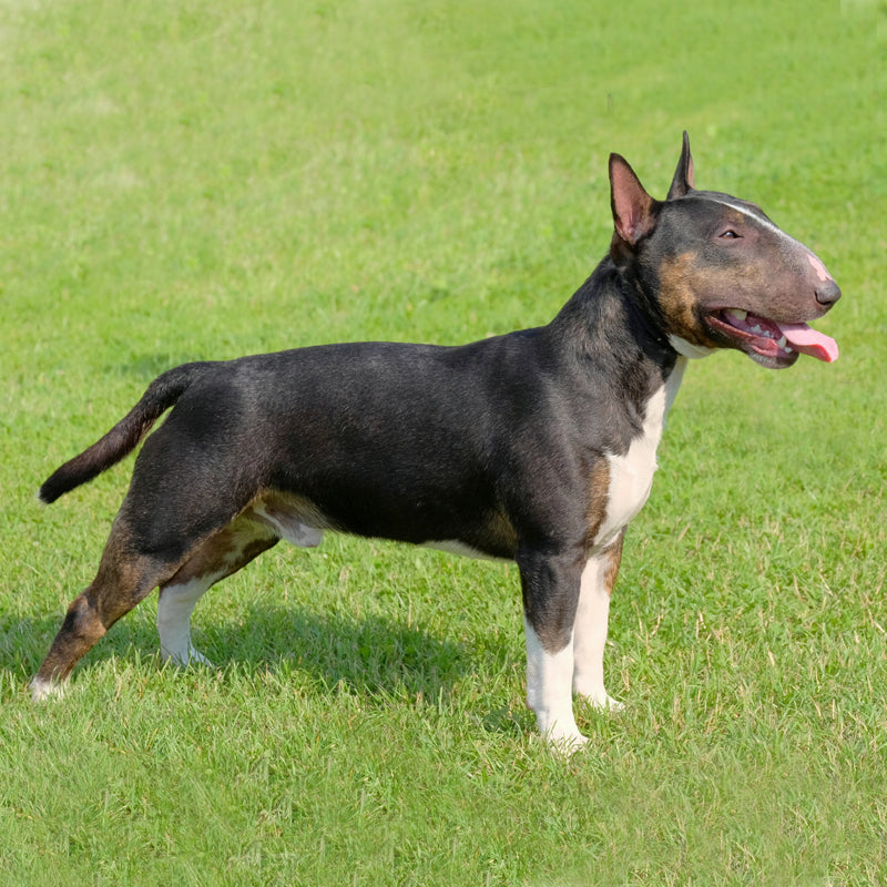 BULL TERRIER