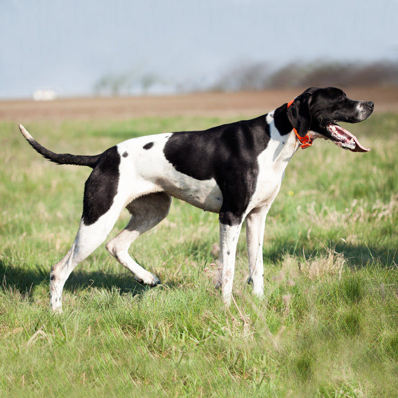 ENGLISH POINTER