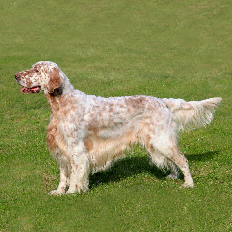 ENGLISH SETTER