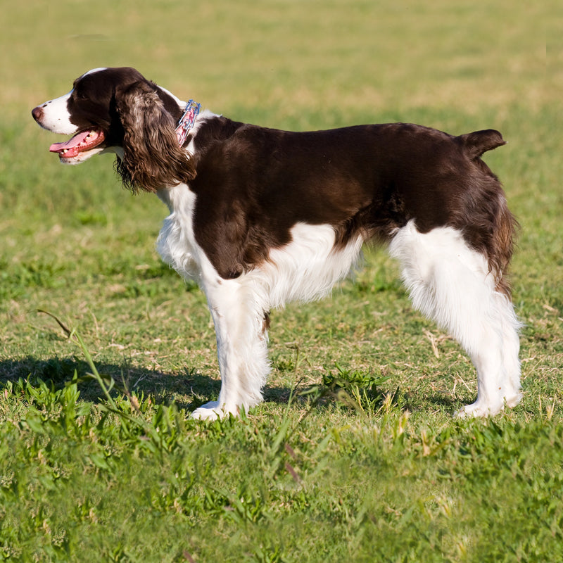 ENGLISH SPRINGER SPANIEL