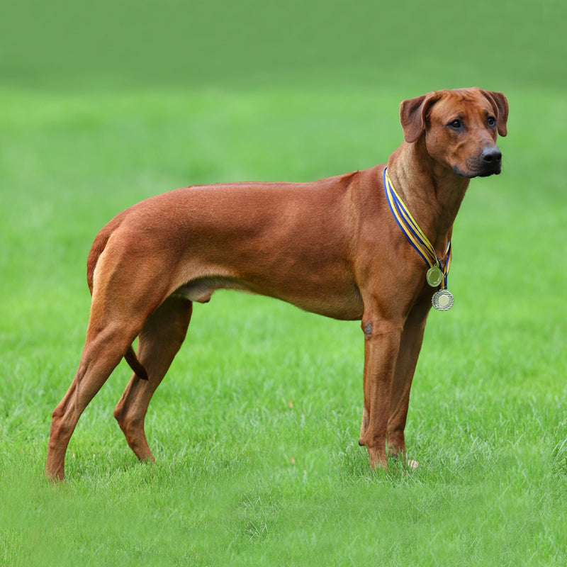 RHODESIAN RIDGEBACK