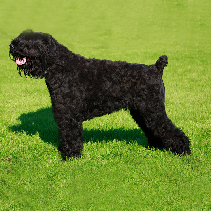 RUSSIAN BLACK TERRIER