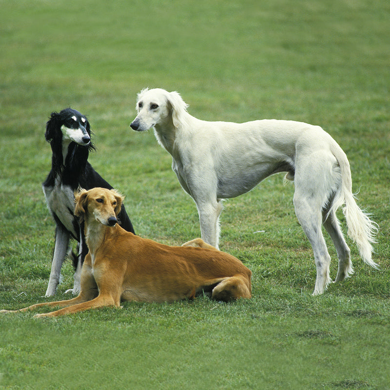 SALUKI