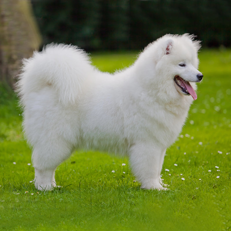 SAMOYED