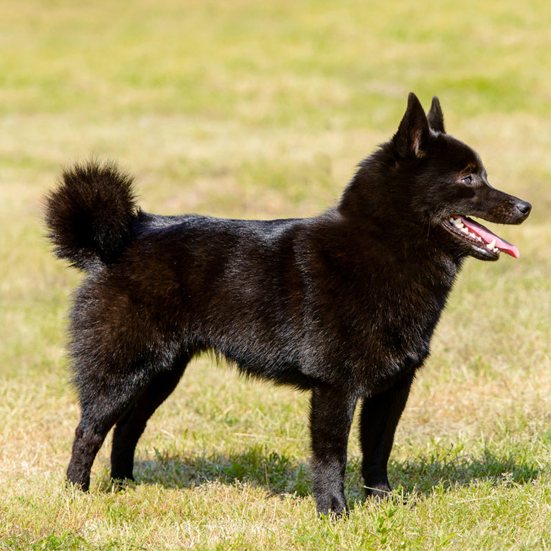 SCHIPPERKEE