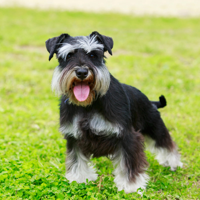 SCHNAUZER