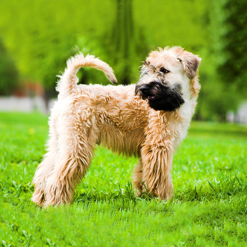 SOFT COATED WHEATON TERRIER