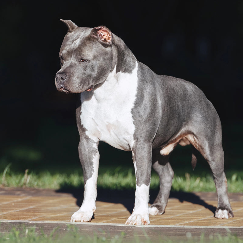 STAFFORDSHIRE BULL TERRIER (AMERICAN)