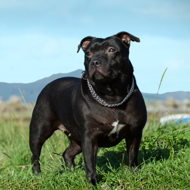 STAFFORDSHIRE BULL TERRIER (ENGLISH)