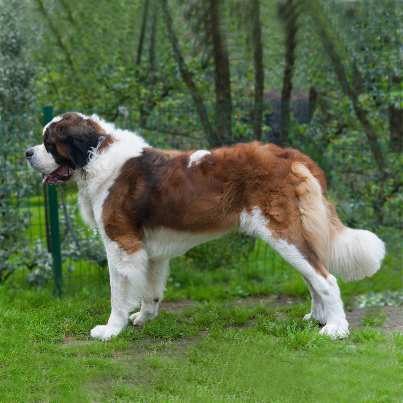 SAINT BERNARD