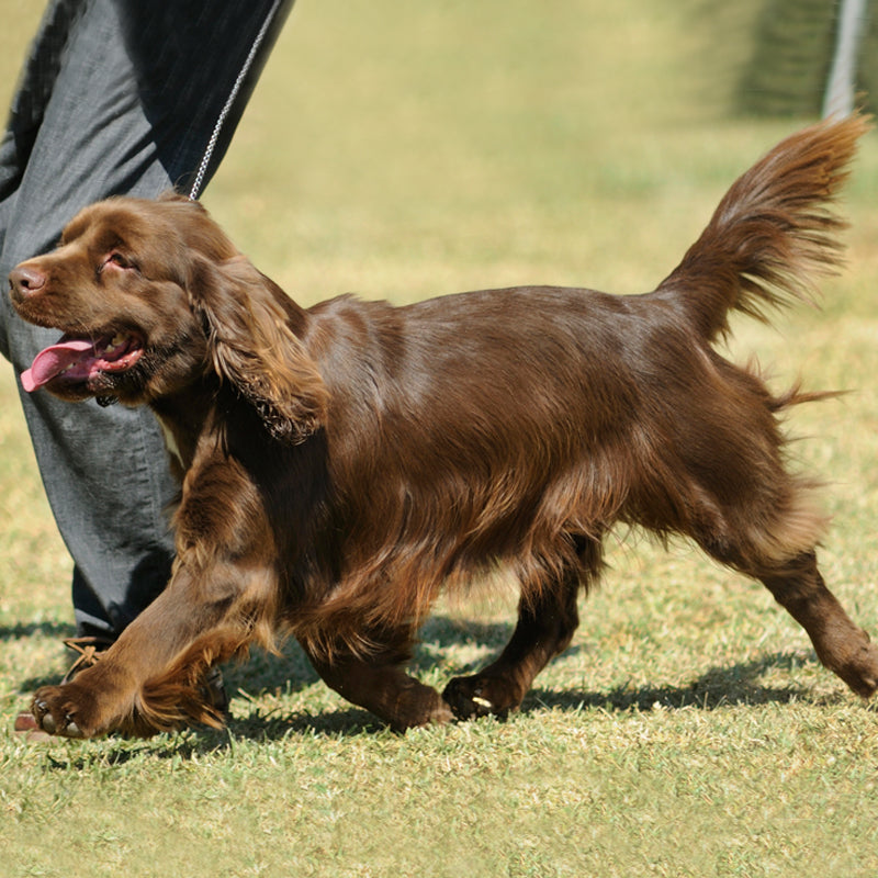 SUSSEX SPANIEL