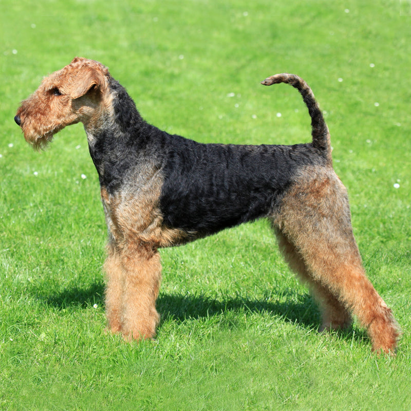 AIREDALE TERRIER