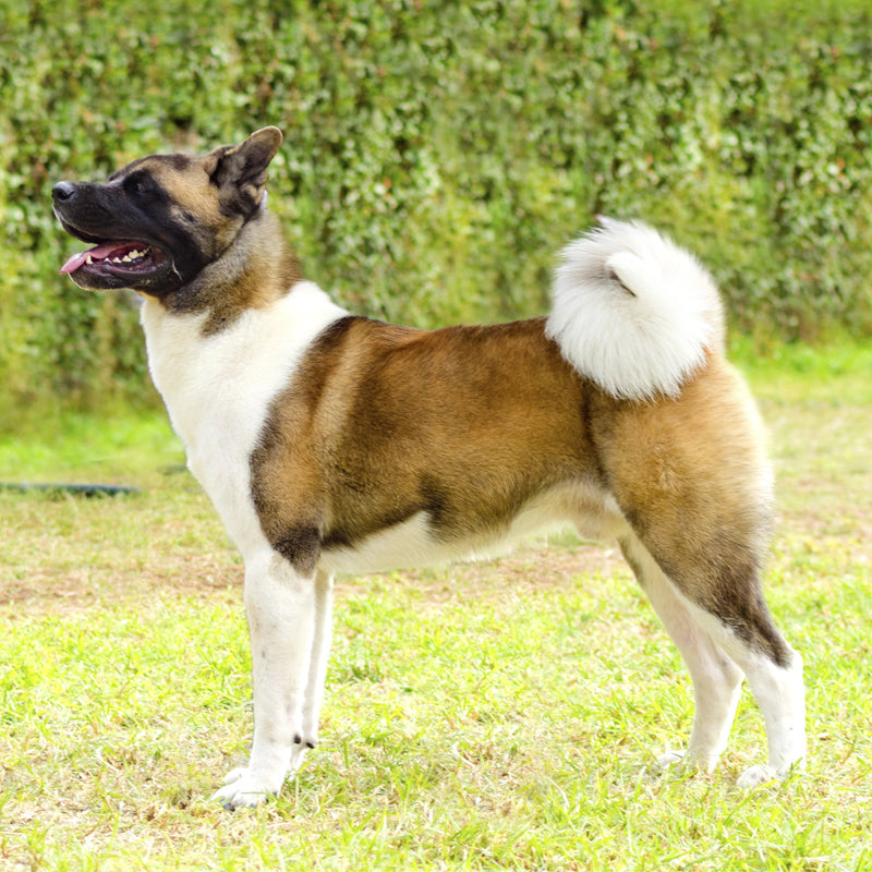 AKITA
