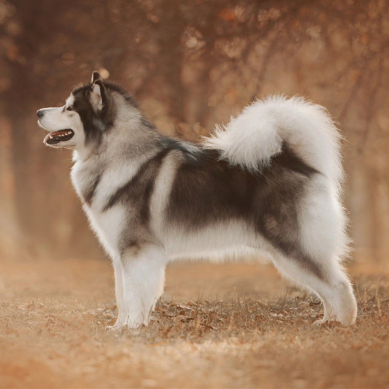 ALASKAN MALAMUTE