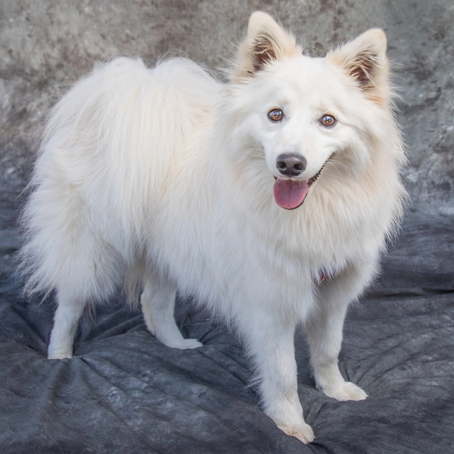 AMERICAN ESKIMO DOG