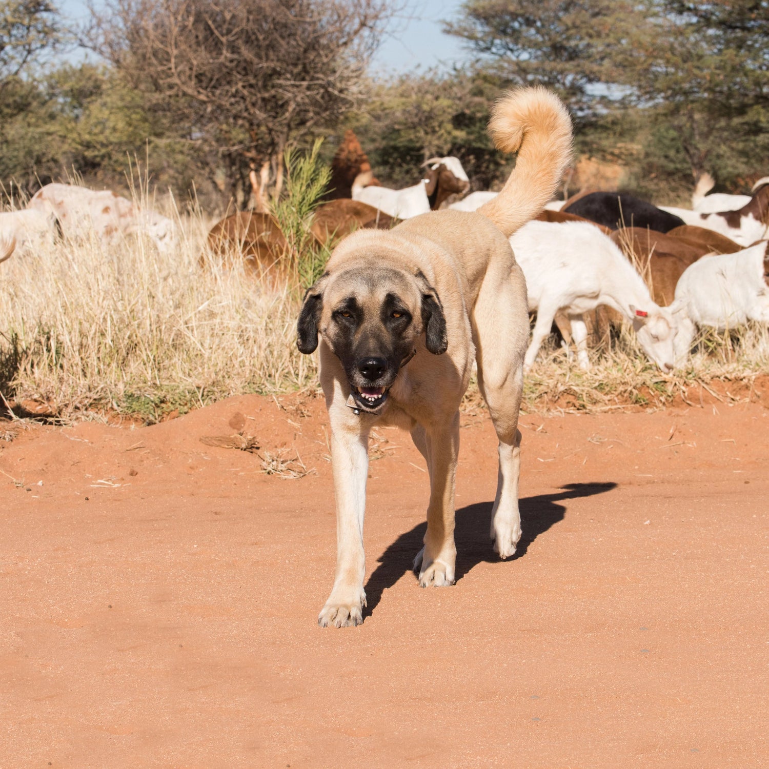 ANATOLIAN SHEPHERD