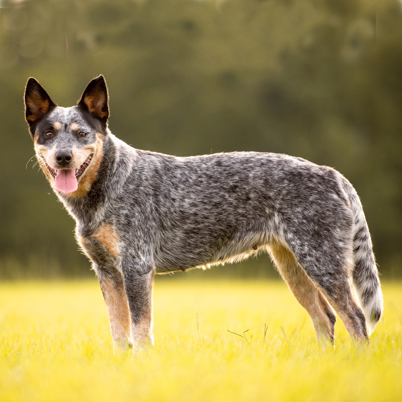 AUSTRALIAN CATTLE DOG