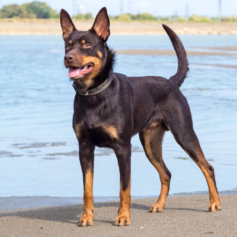 AUSTRALIAN KELPIE