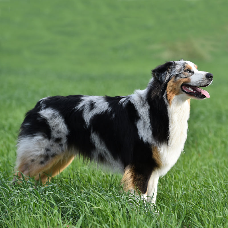 AUSTRALIAN SHEPHERD