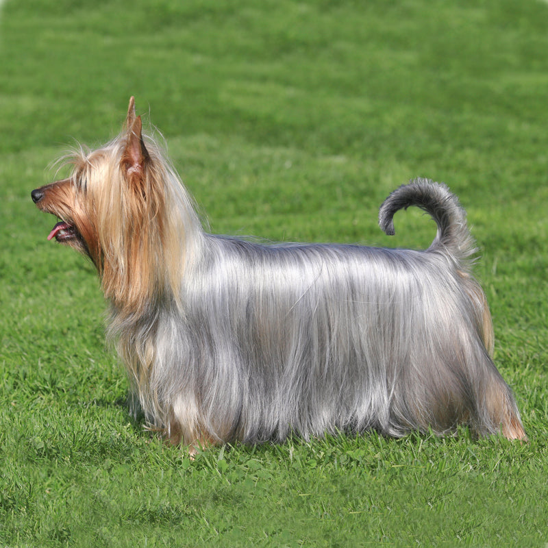 AUSTRALIAN SILKY TERRIER