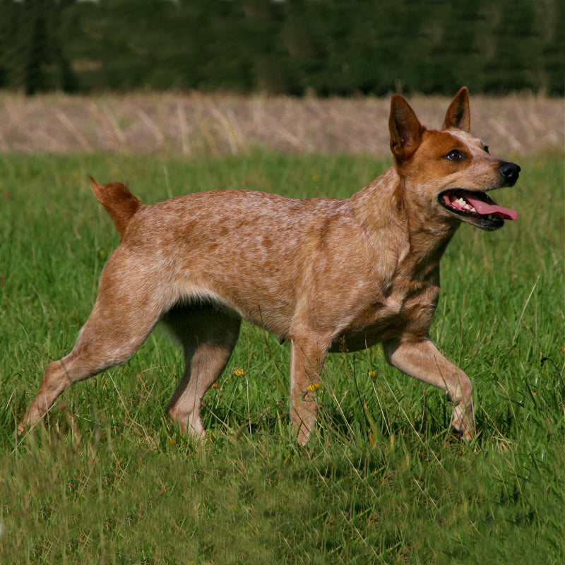 AUSTRALIAN STUMPY TAIL CATTLE DOG