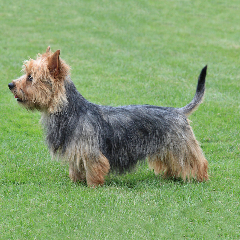 AUSTRALIAN TERRIER