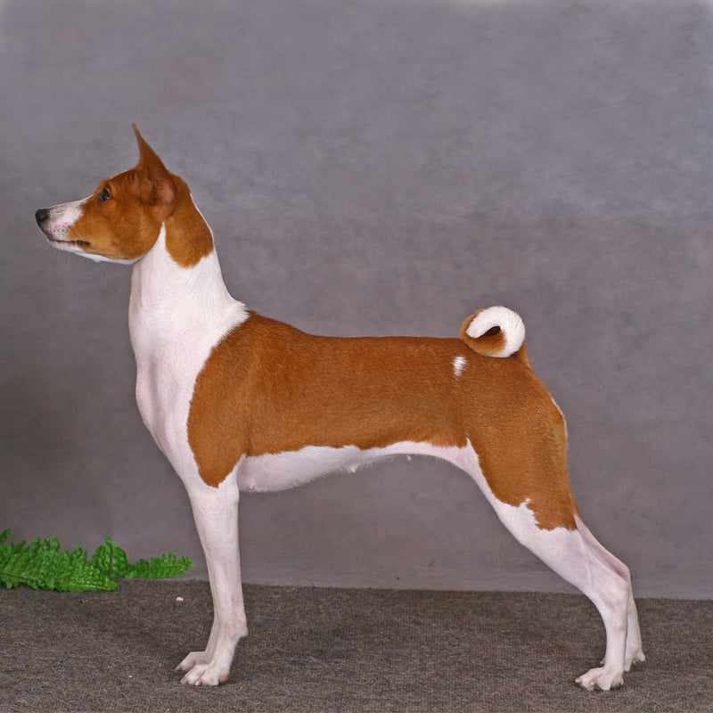 BASENJI