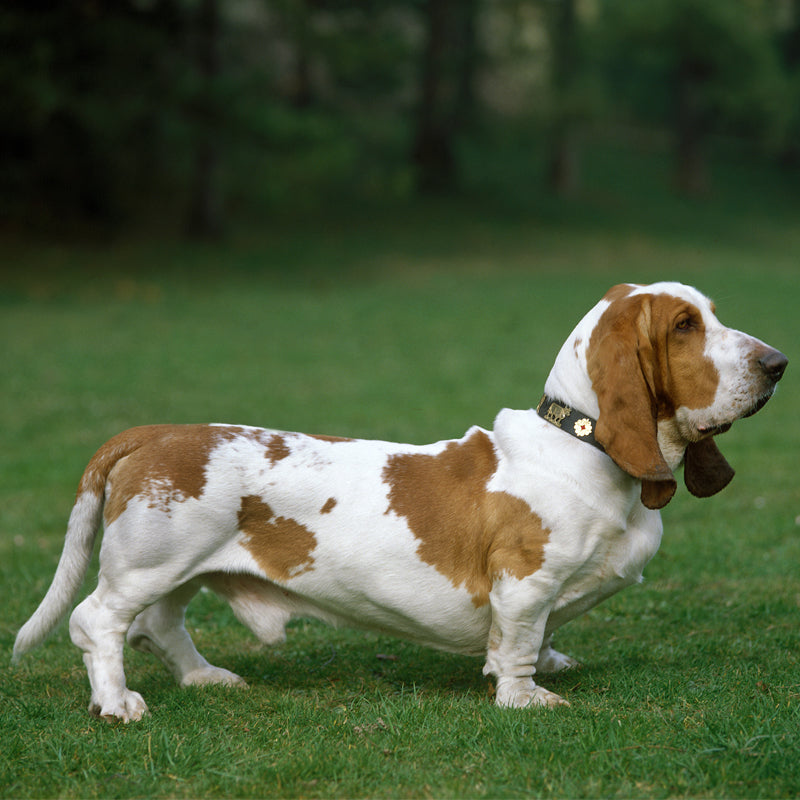 BASSETT HOUND