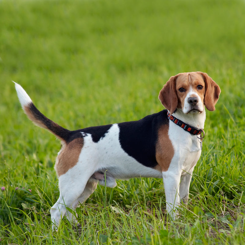BEAGLE