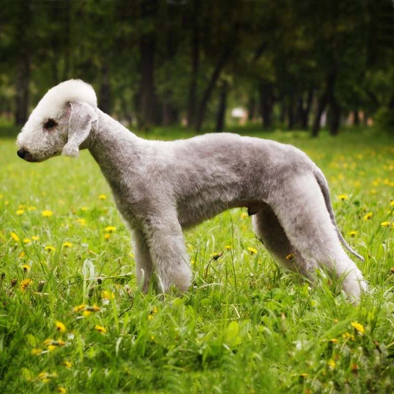 BEDLINGTON TERRIER