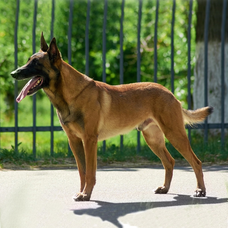 BELGIAN SHEPHERD (MALINOIS)
