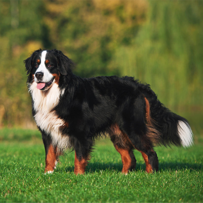 BERNESE MOUNTAIN DOG
