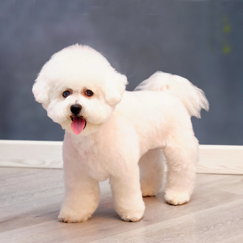BICHON FRISE