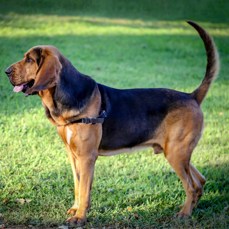 BLOODHOUND