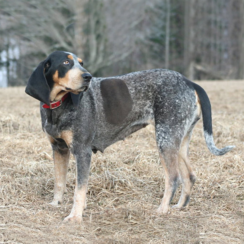 BLUE TICK COONHOUND