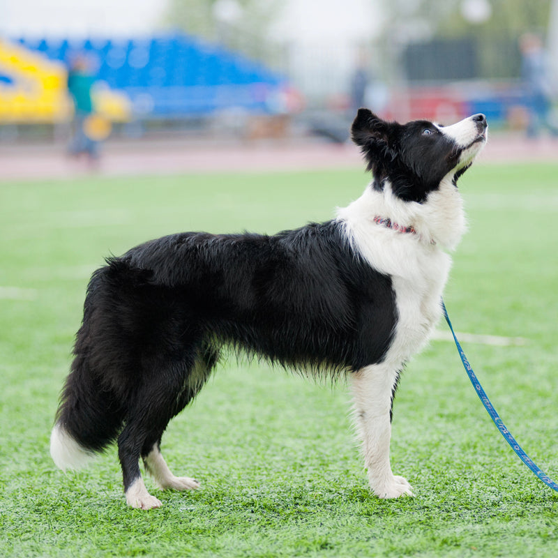 BORDER COLLIE
