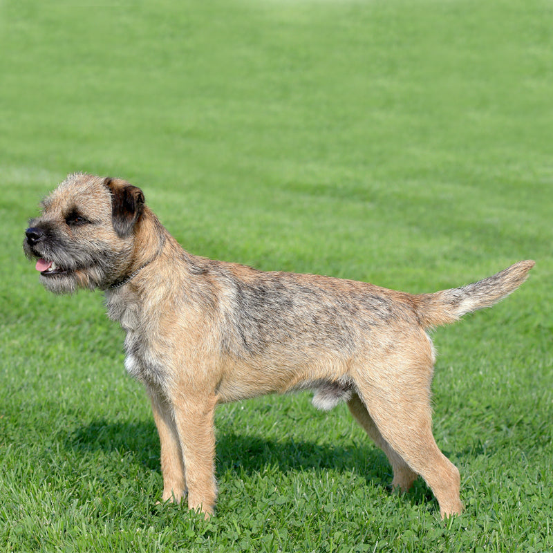 BORDER TERRIER