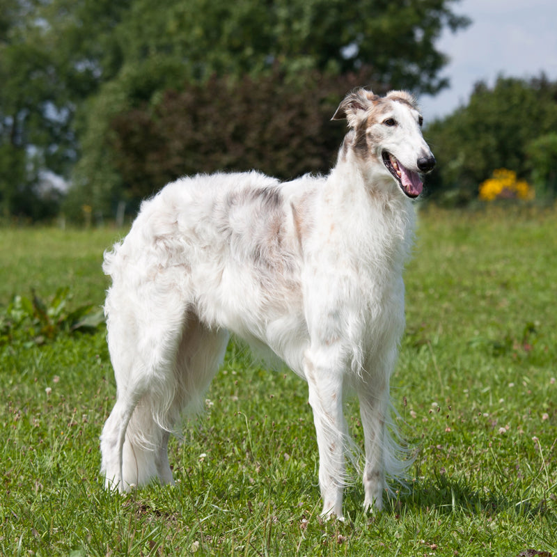 BORZOI