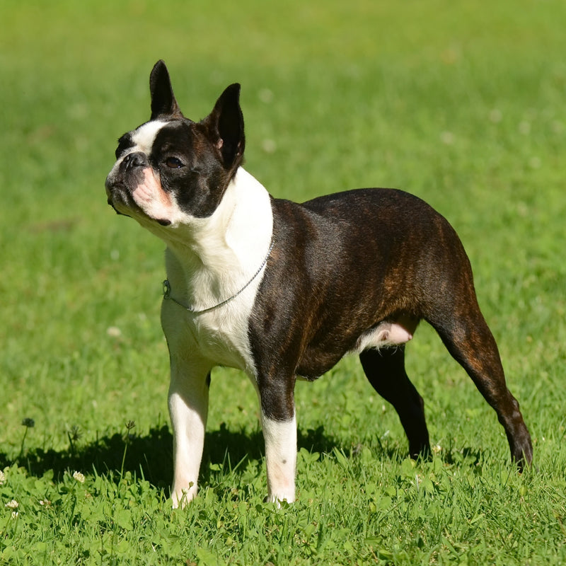 BOSTON TERRIER