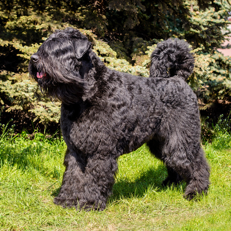 BOUVIER DES FLANDRES