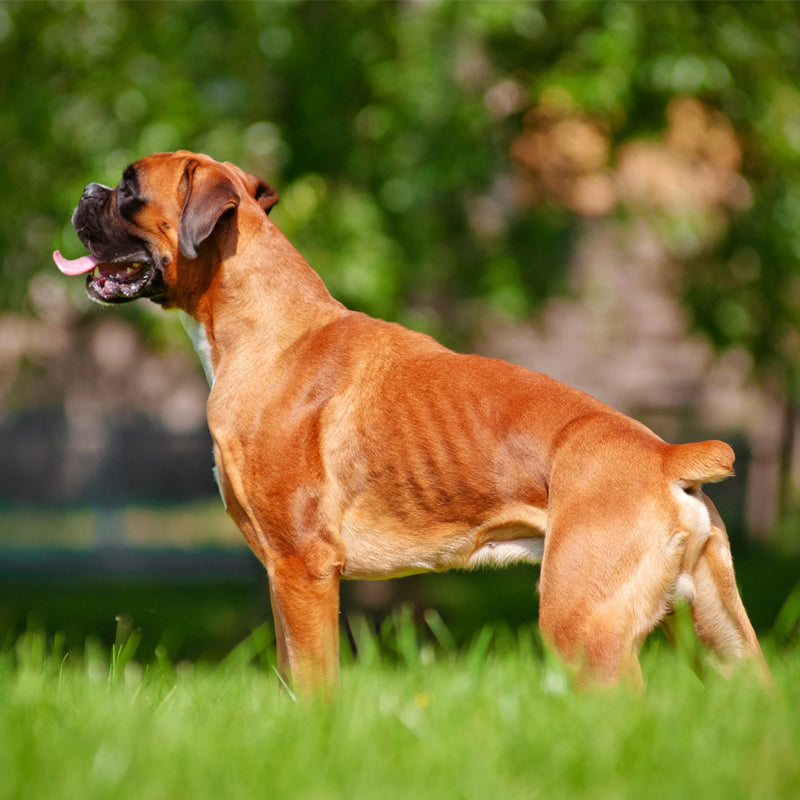 BOXER