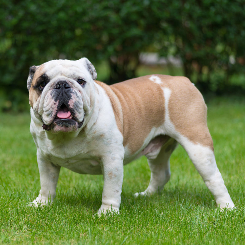 BRITISH BULLDOG
