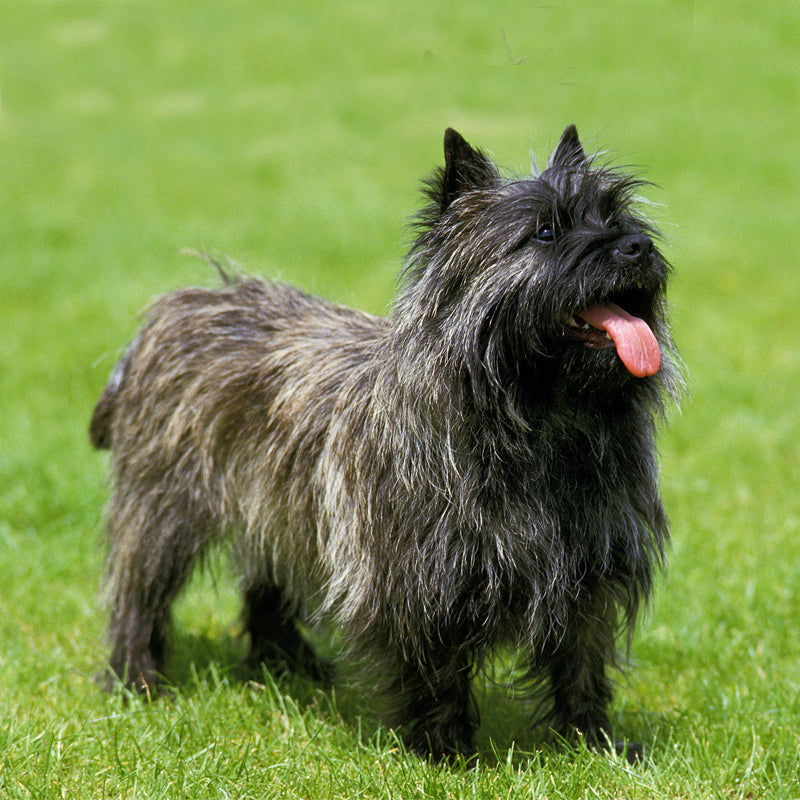 CAIRN TERRIER