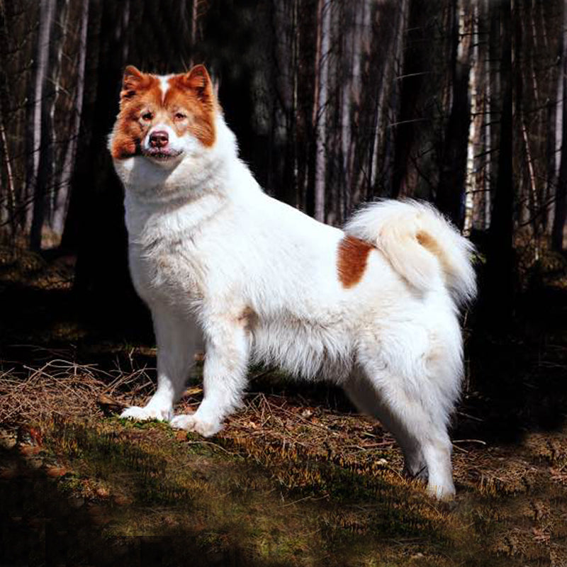 CANADIAN ESKIMO DOG